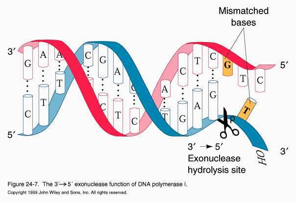 Hay dos propiedades importantes de las DNA POLIMERASAS: FIDELIDAD Y PROCESIVIDAD La FIDELIDAD se refiere al seguimiento exacto de la secuencia que sirve como molde.