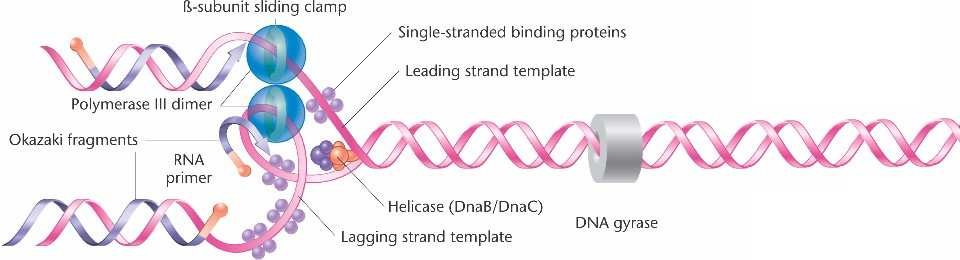 La DNA pol III es la que replica las dos hebras a la vez Corrige errores con actividad