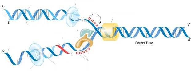 Cadena lider DNA pol III Dna B Topoisomerasa Helicasa RNA