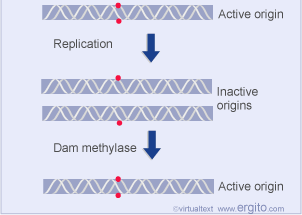 Las enzimas Dam metilasas regulan