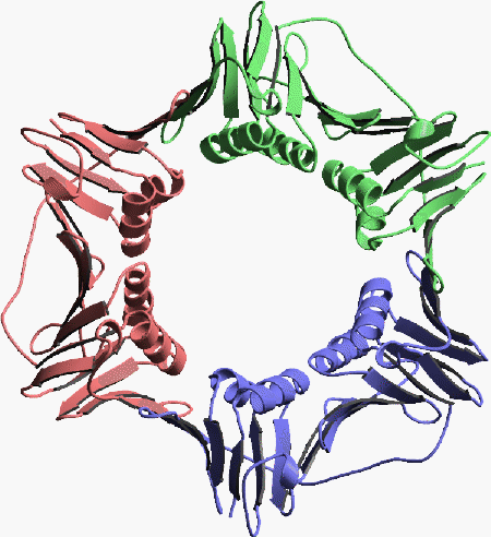Proliferating-Cell Nuclear Antigen (PCNA) PCNA es una proteína de 29 kda. Forma un trímero alrededor del DNA.