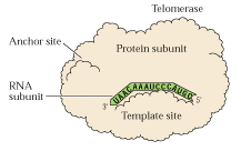 La telomerasa es una DNA polimerasa que utiliza RNA como molde La telomerasa está compuesta por dos subunidades: