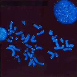 El resultado: La telomerasa está presente en células
