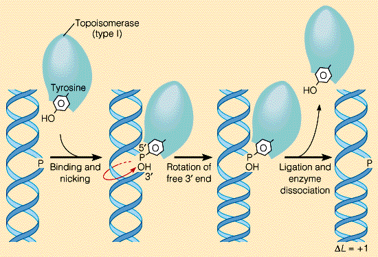 Las topoisomerasas