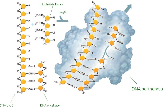 La DNA-polimerasa necessita: Desoxiribonucleòtids 5'-trifosfat lliures en el medi