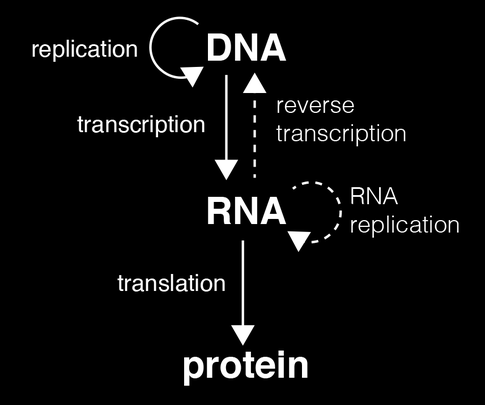 Introducció L ADN durant la vida de la cèl lula té dues funcions: Transmetre la informació que conté a la descendència.