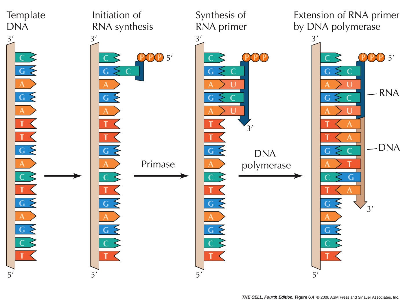 DNA patró Inici síntesi RNA Síntesi RNA «primer»