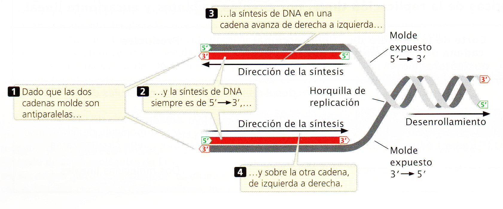 La síntesi de DNA es produeix en les dues cadenes simultàniament, però en direccions oposades.