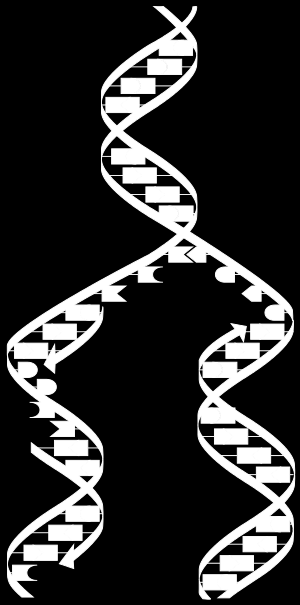 La duplicació o replicació del DNA Procés mitjançant el qual a partir d'una molècula de DNA de doble hèlix se'n sintetitzen dues de idèntiques.