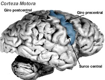 CORTEZA CEREBRAL Lámina de sustancia gris que tapiza los hemisferios cerebrales Espesor: Máximo: 4.