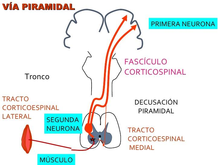 Fascículo corticoespinal (vía piramidal) La vía de salida mas importante Sale de la corteza, atraviesa ganglios basales y descienden por el tronco del encéfalo formando las pirámides