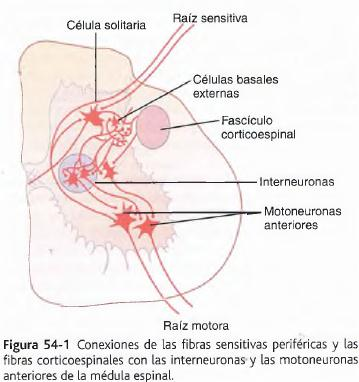 Función motora de la médula espinal Consiste en: Efectuar los movimientos producto de los estímulos sensitivos.