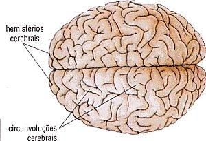Organización externa El cerebro humano de un adulto pesa aproximadamente 1400 gr y tiene un volumen entre 1350 y 1500 cc Presenta circunvoluciones que permiten