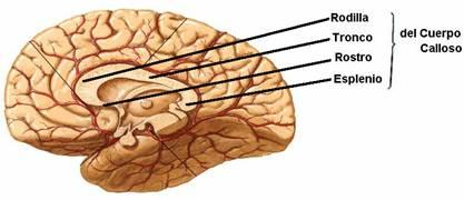 Ambos hemisferios se conectan a través de una estructura llamada cuerpo calloso que tiene por función integrar cada mitad del cerebro Las personas que nacen con agenesia del cuerpo calloso (es decir,