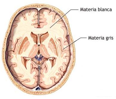 Sustancia Blanca: Está formada por axones mielinizados Se organizan en tres tipos de fibras: Fibras comisurales: conectan una determinada área cerebral de un hemisferio con la misma área en el otro