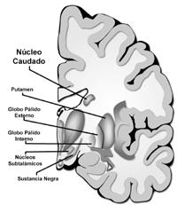 Sustancia Gris: Se encuentra en las zonas más profundas de la sustancia blanca Está constituida por somas neuronales, llamados núcleos basales o cerebrales formados por: Núcleo caudado, Putamen y