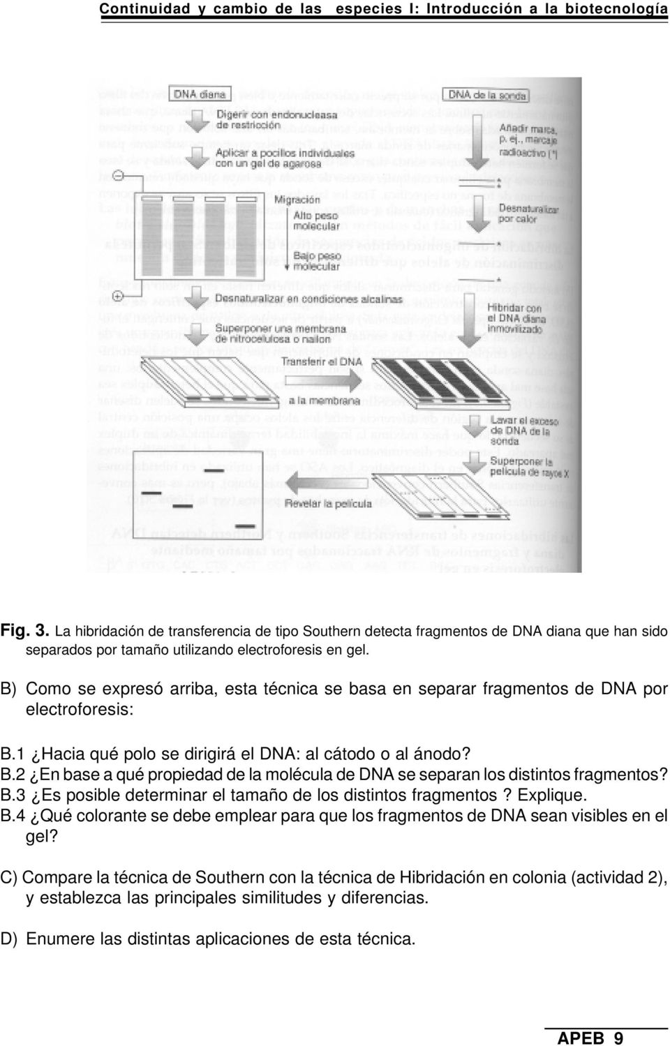 B) Como se expresó arriba, esta técnica se basa en separar fragmentos de DNA por electroforesis: B.1 Hacia qué polo se dirigirá el DNA: al cátodo o al ánodo? B.2 En base a qué propiedad de la molécula de DNA se separan los distintos fragmentos?