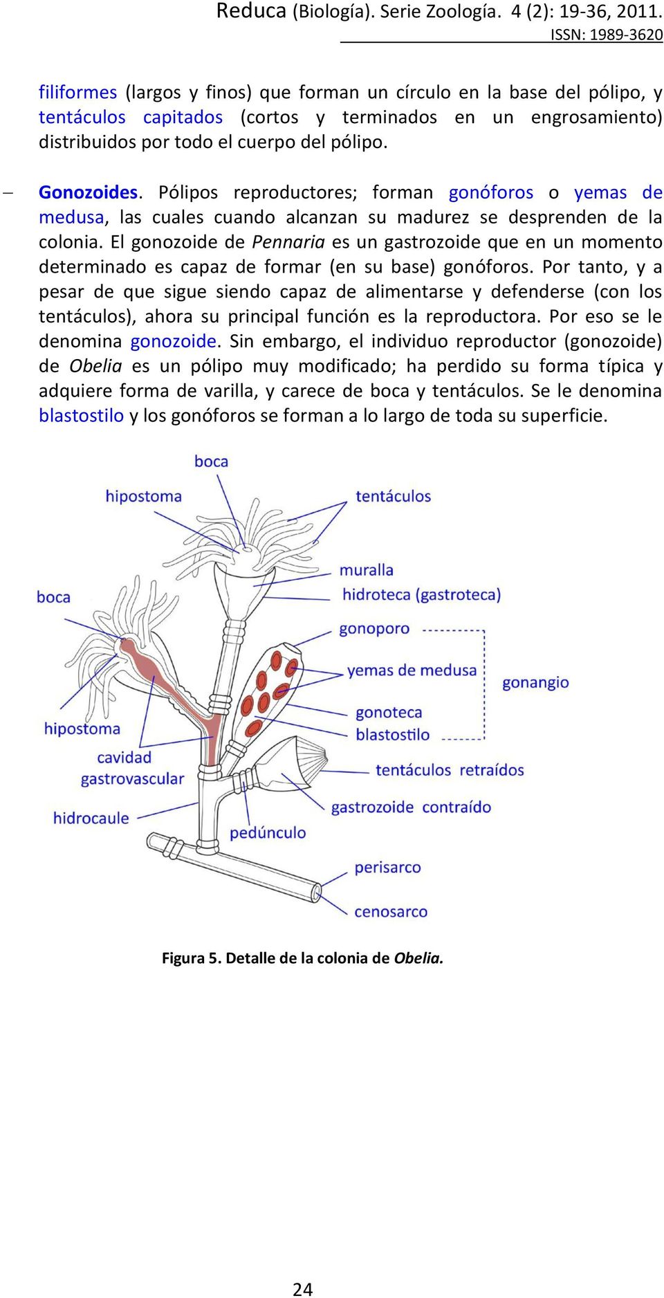 El gonozoide de Pennaria es un gastrozoide que en un momento determinado es capaz de formar (en su base) gonóforos.