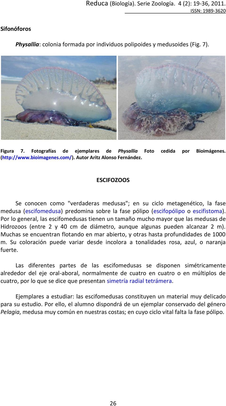 Por lo general, las escifomedusas tienen un tamaño mucho mayor que las medusas de Hidrozoos (entre 2 y 40 cm de diámetro, aunque algunas pueden alcanzar 2 m).
