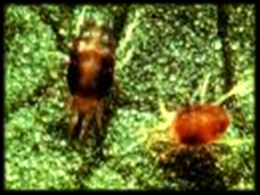 Polyphagotarsonemus latus, Tetranichus urticae Están presentes durante todo el ciclo del cultivo. Los síntomas se presentan tanto en el haz como en el envés de las hojas jóvenes.