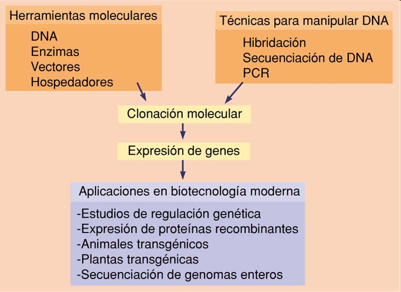 La manipulación de la información genética Técnicas para