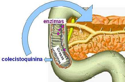 píloro estómago Duodeno enzimas bicarbonato Páncreas El bicarbonato neutraliza la acidez del quimo que sale del estómago.