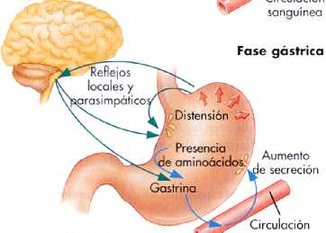 CONTROL DE LA SECRECIÓN GÁSTRICA El estómago se encuentra bajo el control del Sma.Nervioso Autónomo, (FASE CEFÁLICA) La visión y olor de alimento estimulan la producción de agua y HCl.