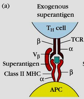 Superantígenos son Ag que provocan una respuesta inmune muy intensa. Son proteínas bacterianas.