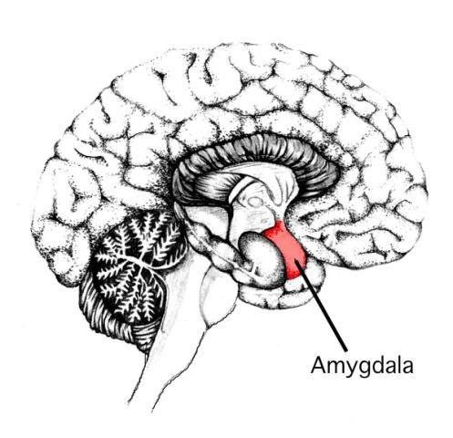 A: Amígdala La información sensorial que pasa a través del SARA, debe pasar ahora a través de la amígdala- núcleo emocional del cerebro.