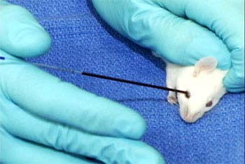 2. Insertar el capilar en el ángulo externo del ojo (2 mm aprox) y girar suavemente hasta que la sangre fluya por el mismo. 3. Recoger la muestra y retirar el capilar. 4.