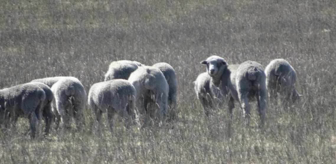 Foto N 3: Animales pastoreando en la Pastura de Potrok Aike. Enero 2015 Foto N 4: Animales pastoreando en la Pastura de Potrok Aike.