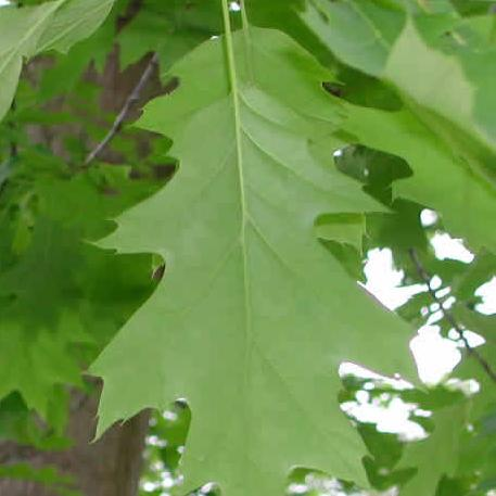 Clave de las especies de Quercus Robles A. Hojas caedizas B. Lóbulos de las hojas redondeados Q. robur Roble europeo BB.