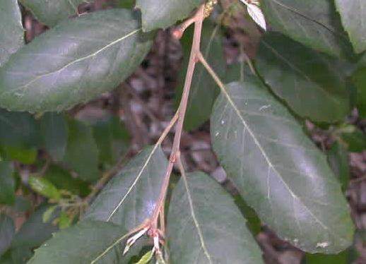 Clave de las especies de Quercus Robles A. Hojas persistentes B.