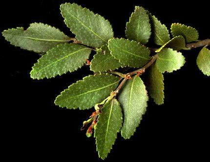 Nothofagus de hoja perenne hojas ovadas Nothofagus betuloides guindo hojas lanceoladas