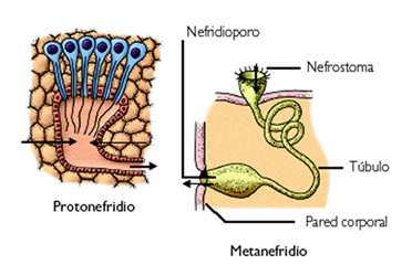 GUSANOS SEGMENTADOS Las sanguijuelas y la lonbriz de tierra Distribución Cuerpo segmentado en partes similares(cada segmento recibe el nombre de metamero).