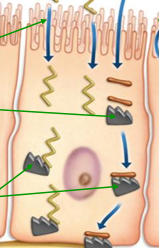 Procesos en el aparato digestivo: absorción Intestino delgado