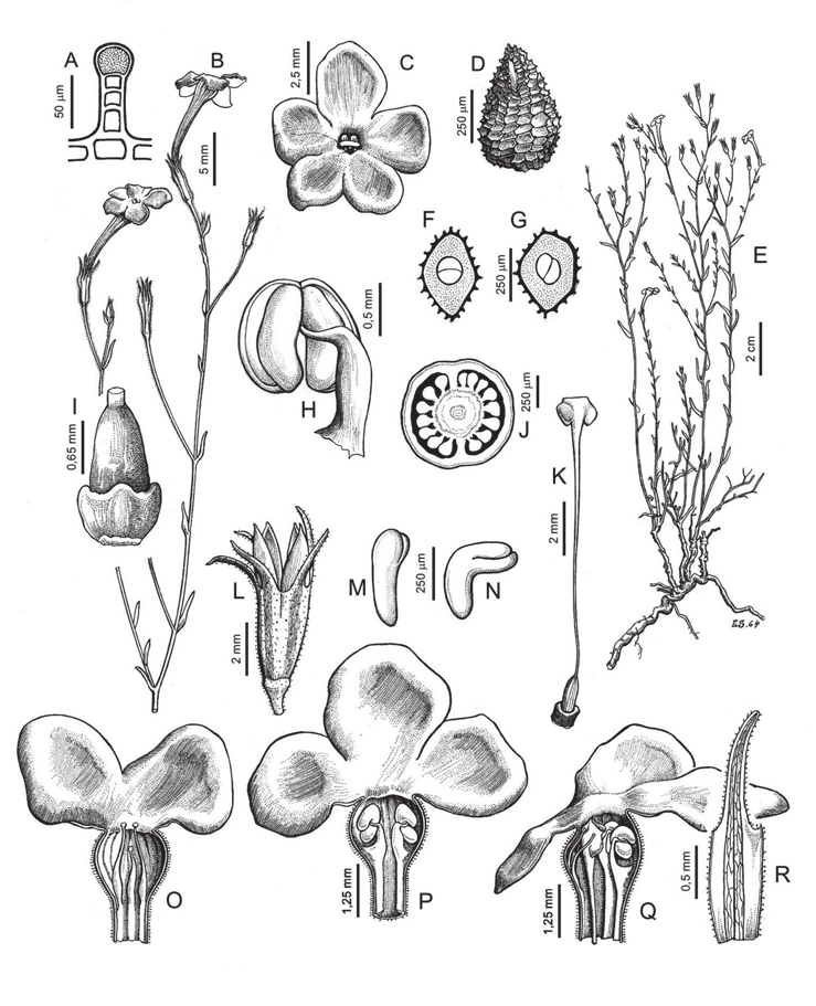 Figura 3. Leptoglossis linifolia. A: tricoma glandulífero. B: rama florífera. C: vista superior de la corola. D: semilla. E: hábito. F, G: transcorte de semillas. H: estambre. I: ovario.