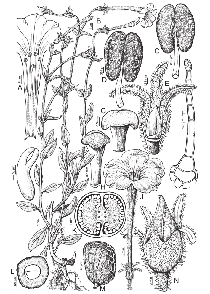 Figura 5. Petunia axillaris var. andina. A: corola desplegada. B: planta. C, D: anteras, en vista dorsal y ventral respectivamente. E: cáliz y ovario. F: tricoma glandular del cáliz.