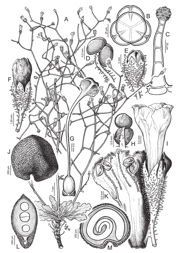 Figura 7. Reyesia parviflora. A: hábito. B: tétrada polínica. C: tricoma del cáliz. D: antera en vista ventral. E: fruto dehiscente. F: botón floral. G: gineceo. H: antera en vista basal.