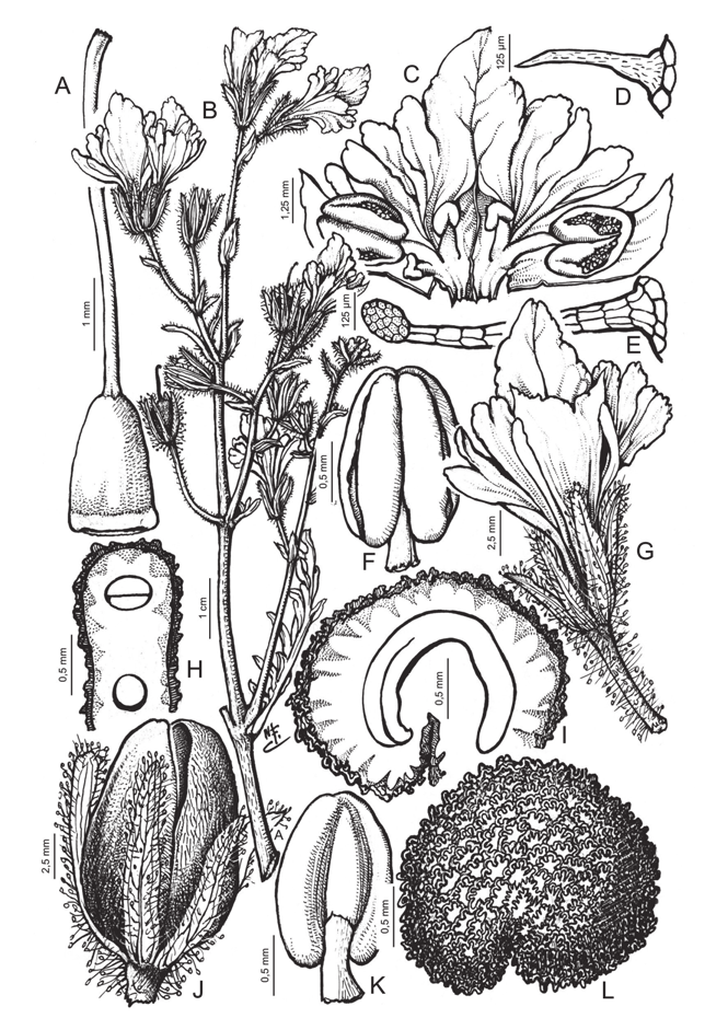 Figura 9. Schizanthus grahamii. A: gineceo. B: rama florífera. C: corola de un botón floral desplegada. D, E: tricomas del cáliz. F: antera en vista ventral. G: flor en vista lateral.