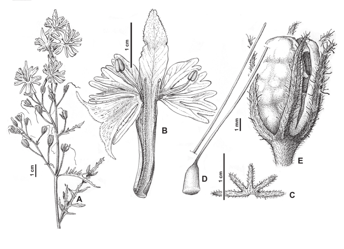 Figura 10. Schizanthus hookeri. A: planta. B: corola desplegada. C: cáliz desplegado. D: gineceo. E: fruto.