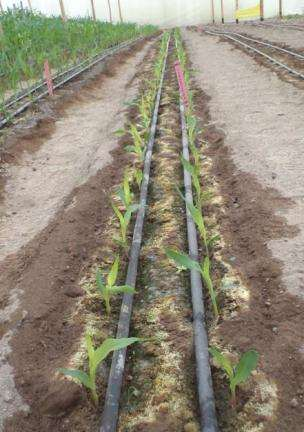 Al ser el agua un insumo escaso y caro en Arica, las semilleras hemos buscado e implementado sistemas de riego eficientes en el uso del agua, además de sistemas de