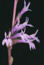 Halimium ocymoides Himantoglossum hircinum Hyssopus officinalis Iris latifolia Lilium
