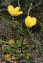 Paeonia broteri Phyteuma hemisphaericum Primula farinosa Pulsatilla rubra Pirola