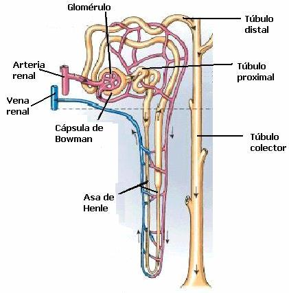 3- La imagen que se corresponde con la siguiente descripción No hay glomérulo, tienen túbulos rectos y se aprecia el asa de Henle es: Respuesta: 6 PARTE 3: Anatomía y Fisiología del riñón 1-