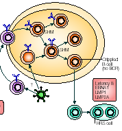 IgE: atrae eosinófilos TNF-a: estimula células T,B y plasmáticas TNF-B: atrae eosinófilos, neutrófilos y activa macrófagos y fibroblastos IL-6: induce proliferación de linfocitos T IL-7: actúas sobre