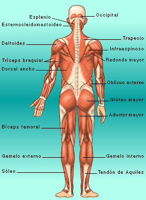 El músculo se encuentra unido al hueso mediante tejido conectivo, al cual llamamos tendones, y éstos tiran de los mismos al nivel de las articulaciones para generar movimientos de flexión o