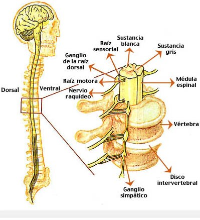 SISTEMA NERVIOSO PERIFÉRICO Sistema Nervioso Periférico: Está constituido por: los nervios craneales y los nervios raquídeos.