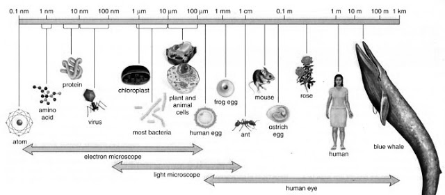 Taller de aplicación Desarrolle sus competencias 1. En la ilustración se puede observar una representación de células vistas al microscopio.