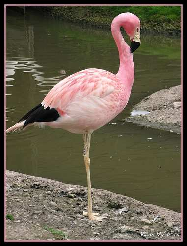 2. Investiga sobre estas aves que se encuentran en los Humedales de Puerto Viejo.